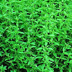 Pennyroyal_American_False_5.jpg