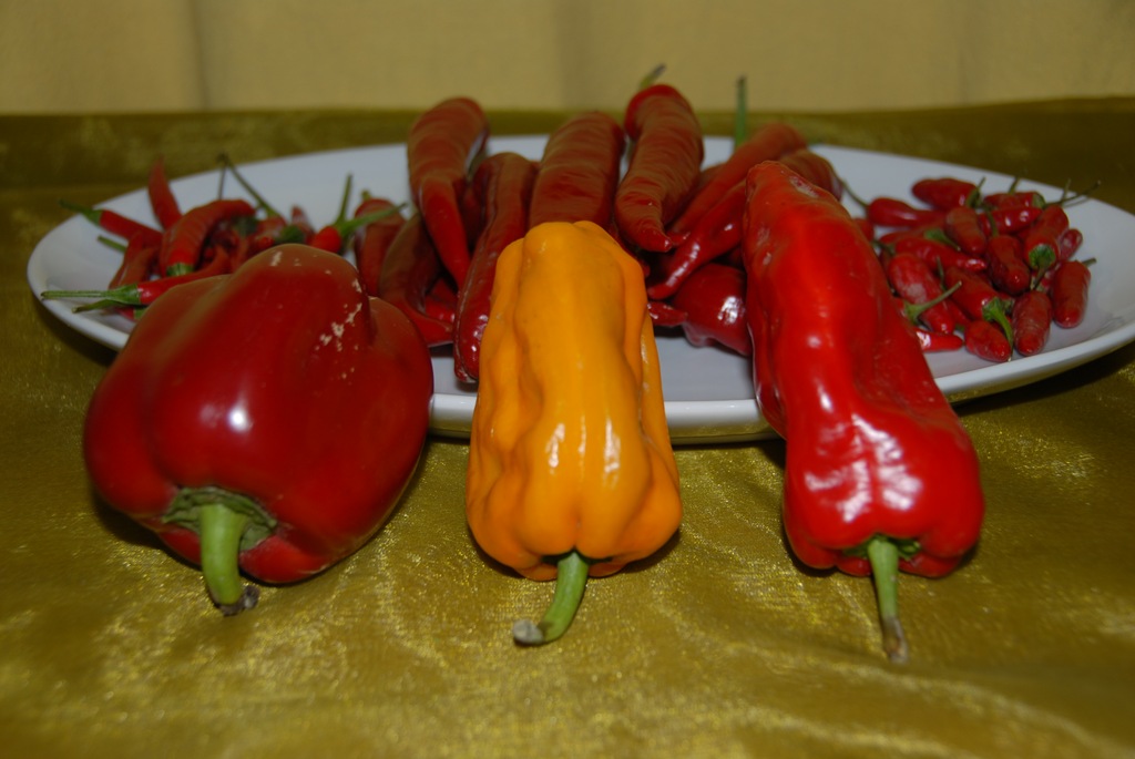 [DSC_0010%255B4%255D.jpg]