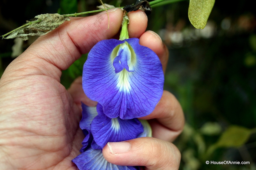 [Picking%2520Butterfly%2520Blue%2520Pea%2520flower%255B2%255D.jpg]