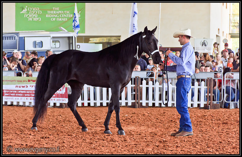 il/Фото: Stallion Show 2011 (20110416 stllion show 077 2300)