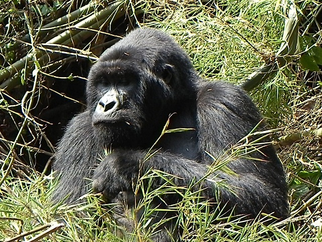 [Rwanda_Gorillas-42.jpg]