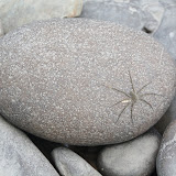 A spider for ever rock along the river bank.