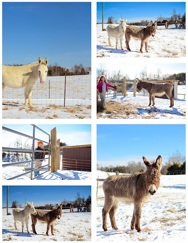 donkey in the snow donkey in the snow