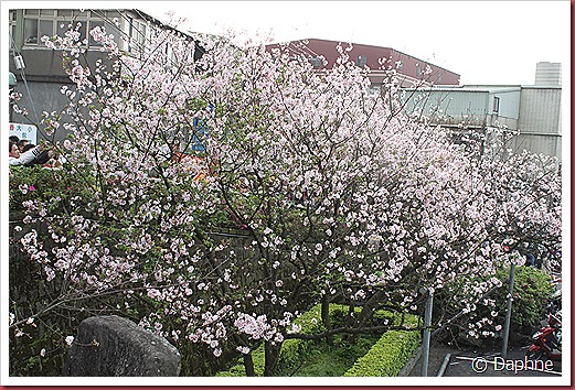 IMG_2650 IMG_2650