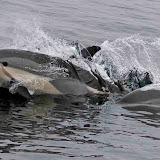 Atlantic white-sided dolphins