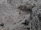 Boiling Mud pool