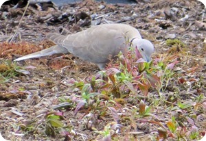 IMG_0595 IMG_0595