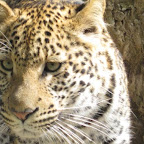 leopard5.jpg