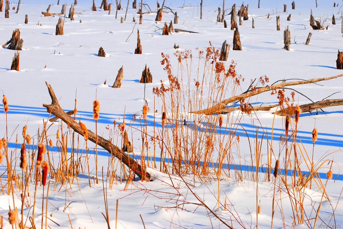 [7.%2520winter%2520bog-kab%255B4%255D.jpg]