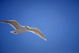 [seagull%255B2%255D.jpg]