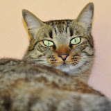 gatti 2012/4