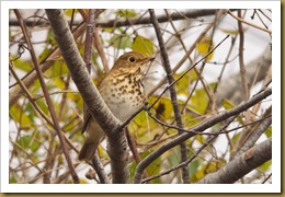 - Hermit Thrush D7K_8969 November 17, 2011 NIKON D7000