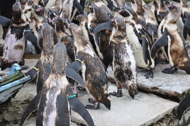 [DSC_0483%255B11%255D.jpg]