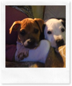 2006_0103puppiesetc20004