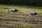 Störche (bei Kolkes) Osterholz