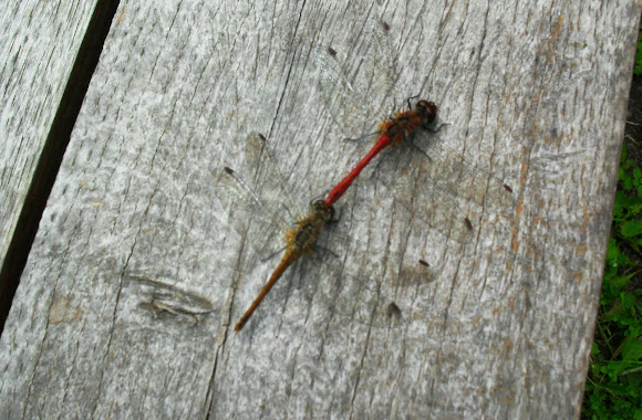Spotting Image 1