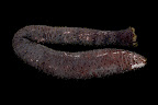 Holothuria flavomaculata. La Réunion.