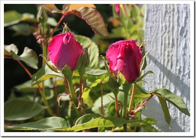 IMG_2909 IMG_2909