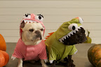 Hey G.K., how do you like our awe-inspiring, trepidation-building, fire-breathing Halloween Dragon Costumes?