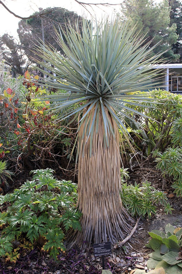 [130202_UCDavis_Yucca-rigida_02%255B1%255D.jpg]