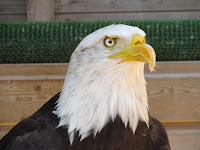 Falconry display