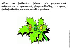 φυ3 φυ3