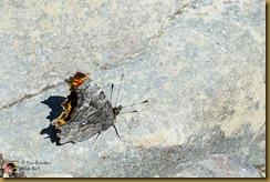 Satyr Comma (Polygonia satyrus)