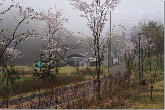 철천지DSC09900-20120423-083603 철천지DSC09900-20120423-083603