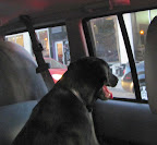 This is me on my way home from Rocky Mountain Lab Rescue after being adopted, November 21, 2012. Seems like a lifetime ago!