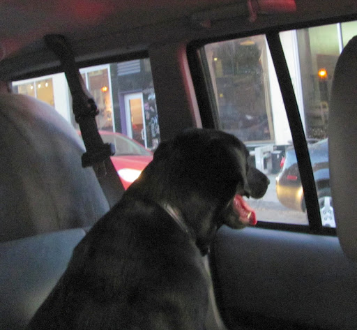 This is me on my way home from Rocky Mountain Lab Rescue after being adopted, November 21, 2012. Seems like a lifetime ago!
