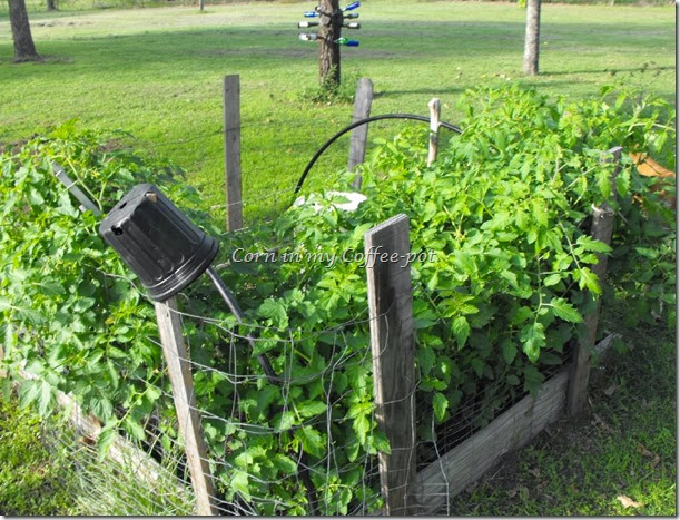 November 2013 tomatoes