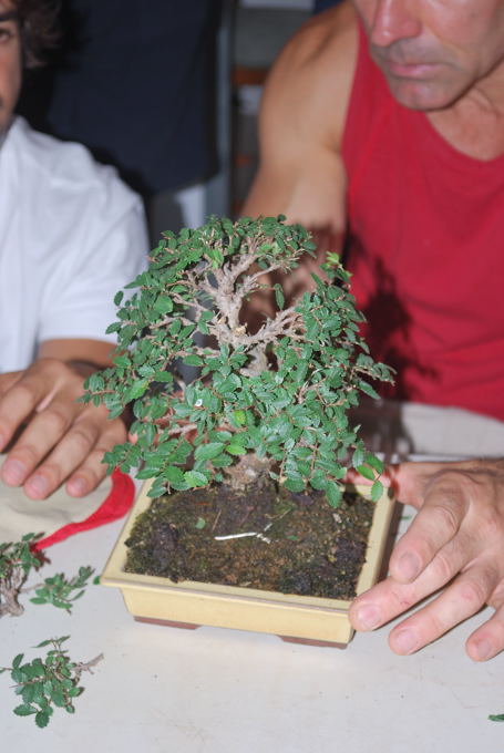 Zelkova de Sergio.