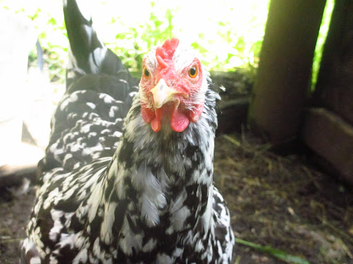 There really is no denying the striking family resemblance!  I can finally see why so many relatives think my chicken cousin Anders and I look so much alike!