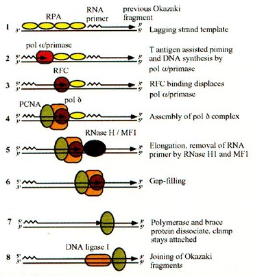 DNA replication in Mammalian cells