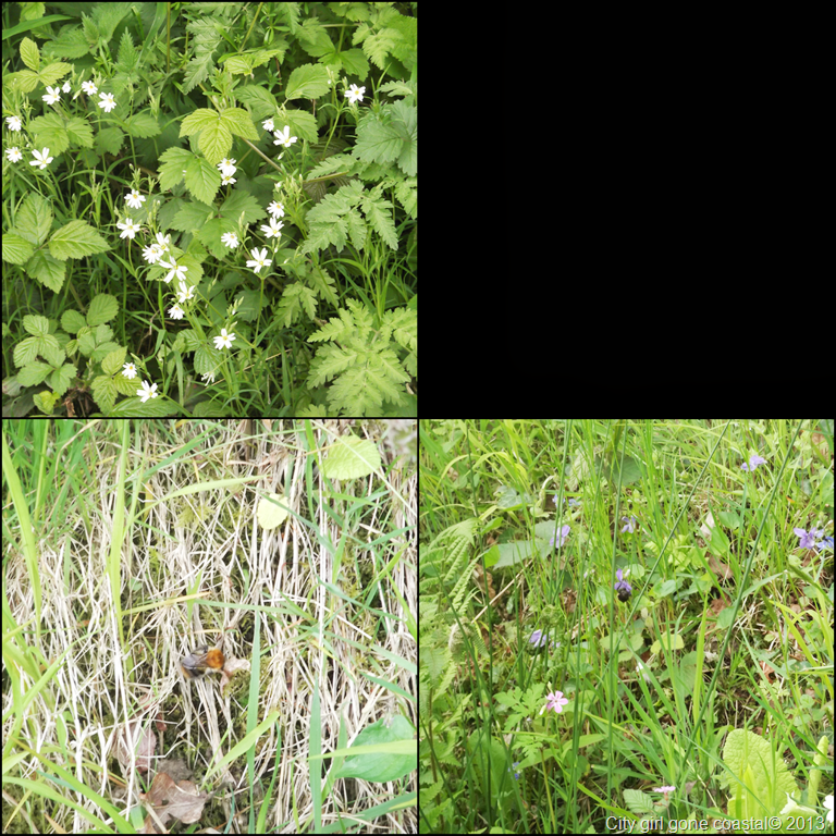 [a%2520bit%2520of%2520nature%255B6%255D.png]