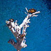 Árbol blanco y nidos de coccinellidae