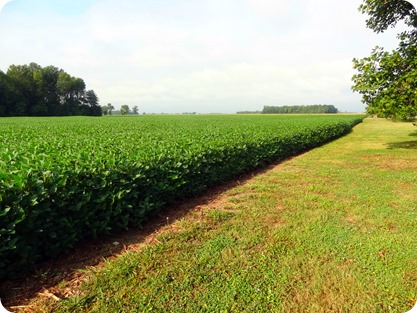 soybeans