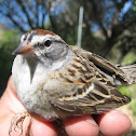 Chipping Sparrow
