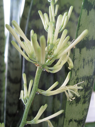 While not conventionally showy, the flowers are still rather pretty and contribute an interesting effect. And there sure are a lot of them on each stalk!