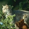 lynx (16).jpg