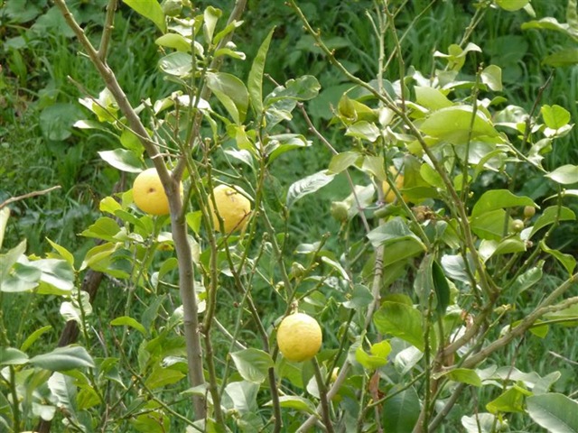[LemonTree2.jpg]