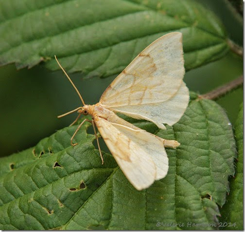 Barred-Straw-3 Barred-Straw-3