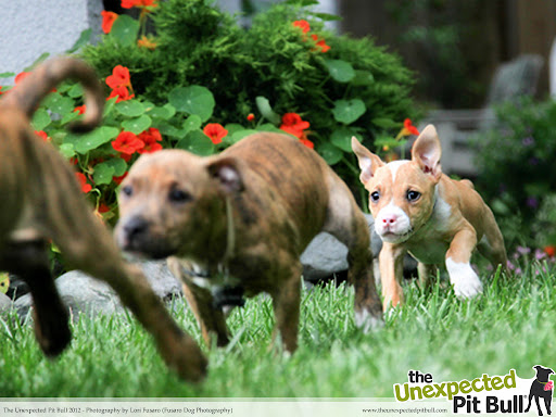Theodore, Louie and Simon playing follow the leader.
By Lori Fusaro