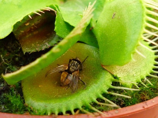 Planta carnívora