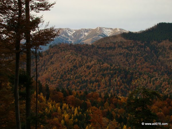 cioranga ramura de sus-6.JPG