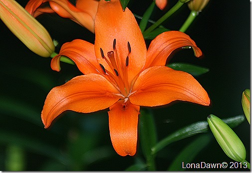 Lily_Orange2 Lily_Orange2
