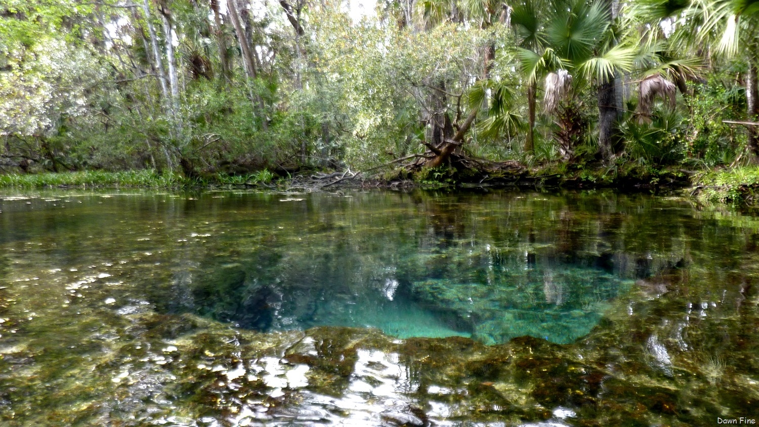 [Chassahowitza-River-canoeing_2256.jpg]