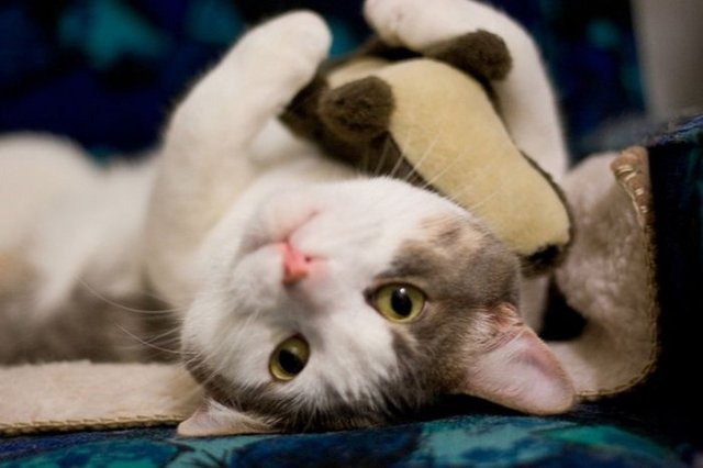 [cats-stuffed-animals-7%255B2%255D.jpg]