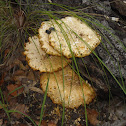 Neolentinus ponderosus