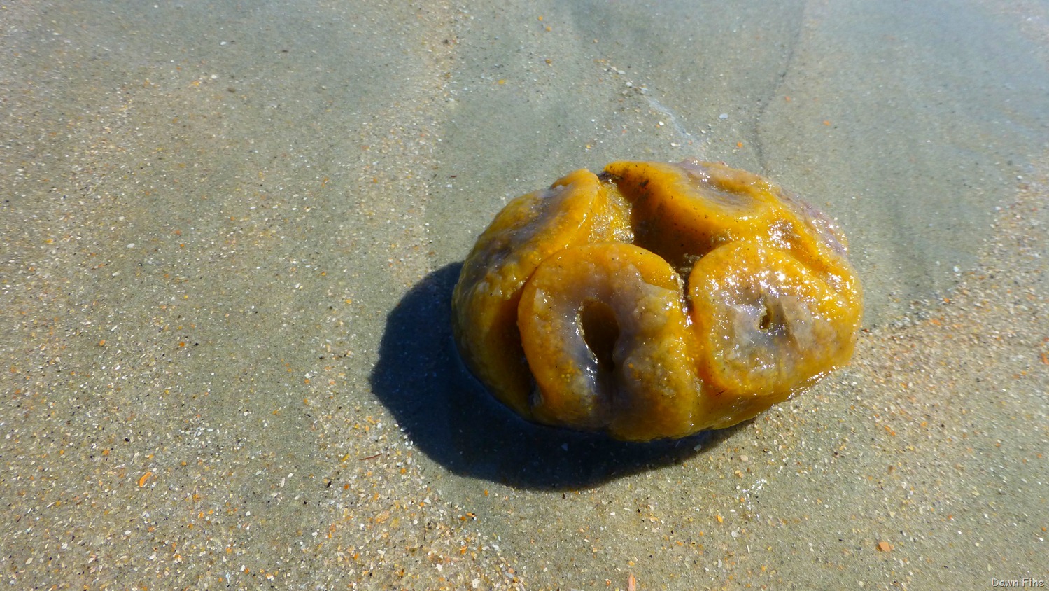 [Beach%2520Debris%2520North%2520beach_017.jpg]